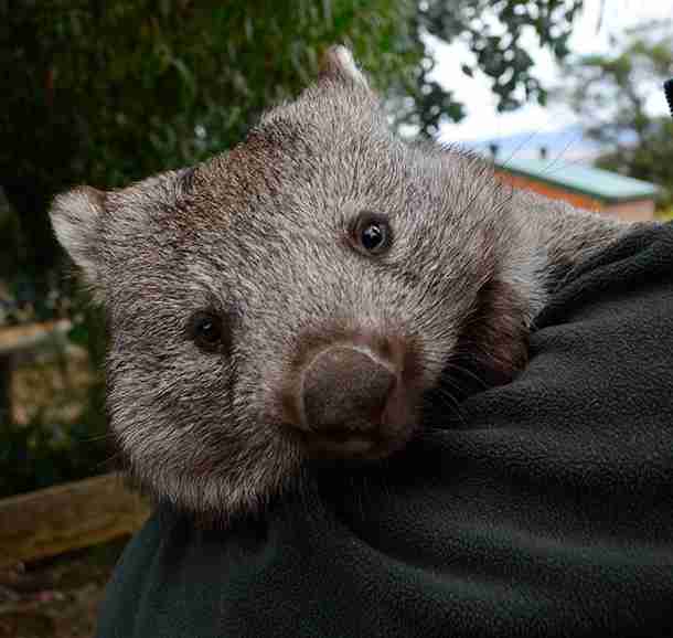 カメラ目線の動物の画像