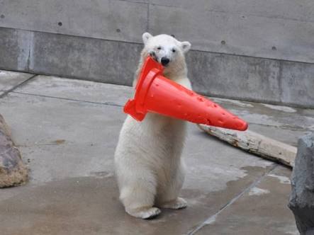 カメラ目線の動物の画像