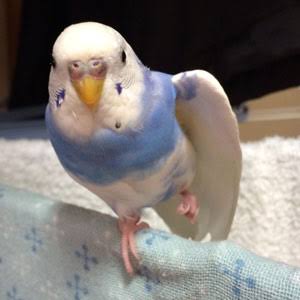 カメラ目線の動物の画像