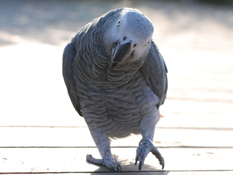 カメラ目線の動物の画像