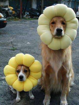 カメラ目線の動物の画像