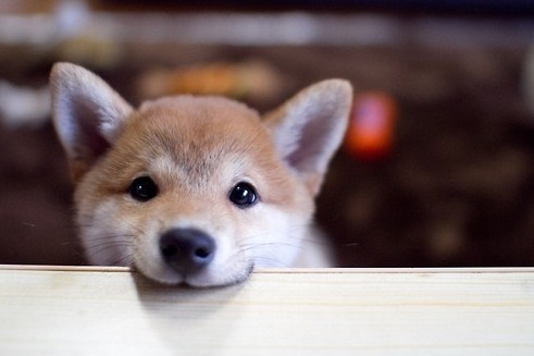 カメラ目線の動物の画像