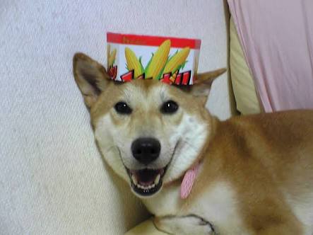 カメラ目線の動物の画像
