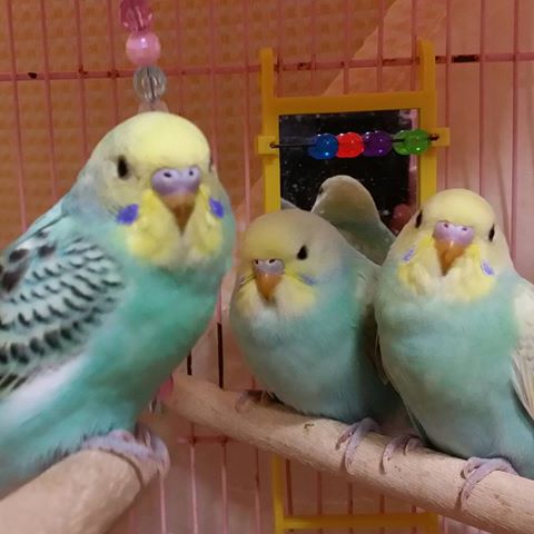 カメラ目線の動物の画像