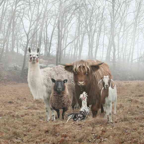 カメラ目線の動物の画像