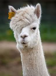 もこもこな画像が集まるトピ