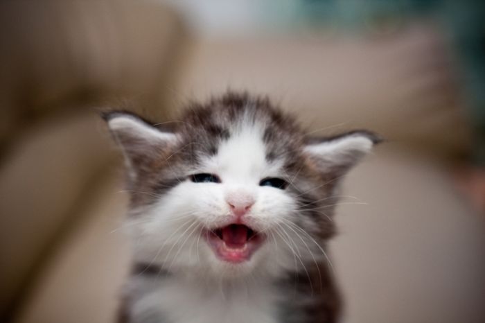 もこもこな画像が集まるトピ