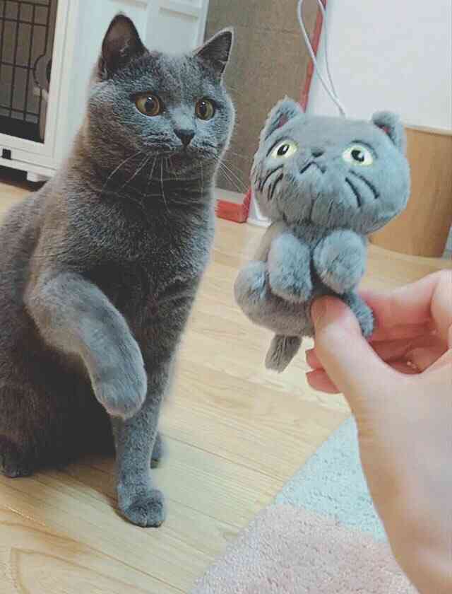 もこもこな画像が集まるトピ