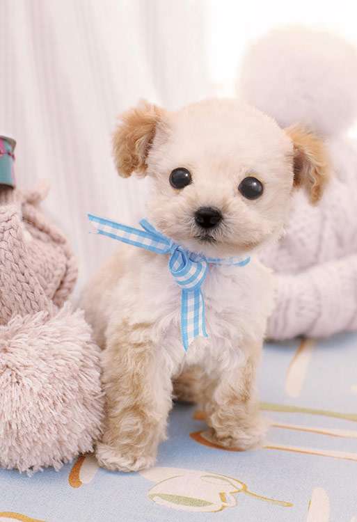 もこもこな画像が集まるトピ