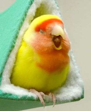 もこもこな画像が集まるトピ