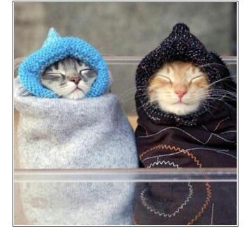 もこもこな画像が集まるトピ