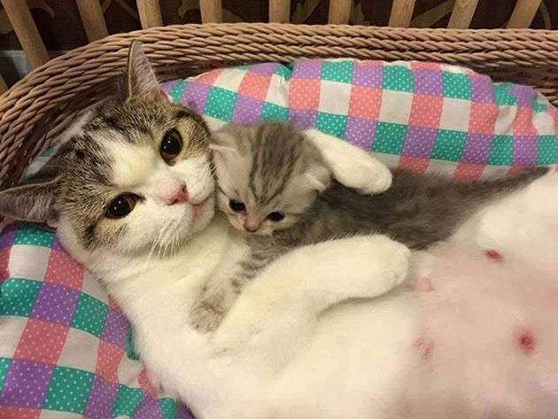 もこもこな画像が集まるトピ