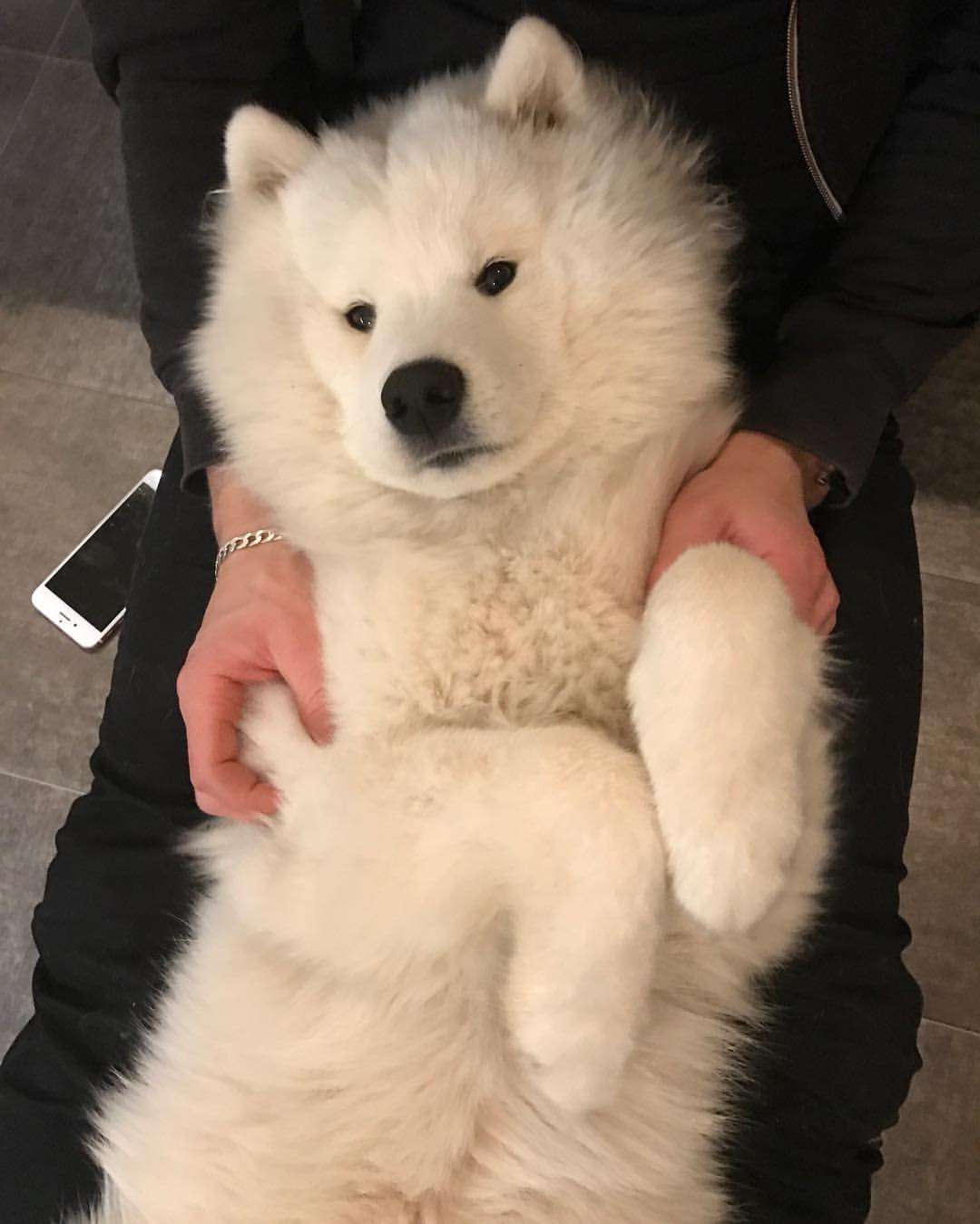 もこもこな画像が集まるトピ