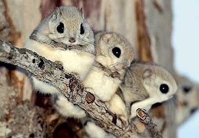 もこもこな画像が集まるトピ