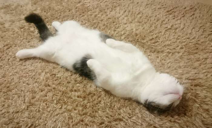 もこもこな画像が集まるトピ