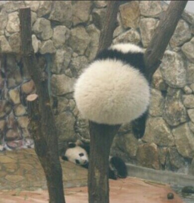 もこもこな画像が集まるトピ