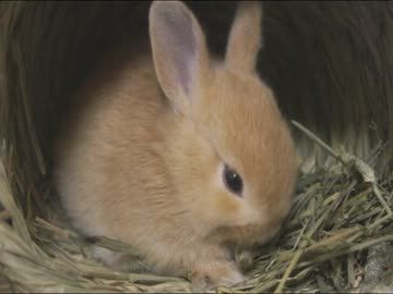 もこもこな画像が集まるトピ