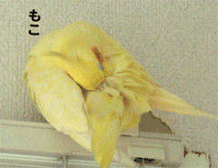 もこもこな画像が集まるトピ