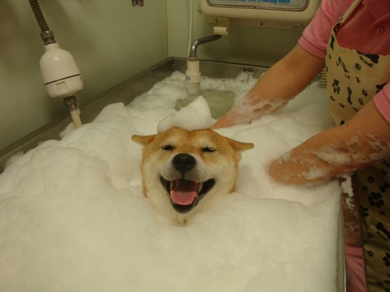 もこもこな画像が集まるトピ