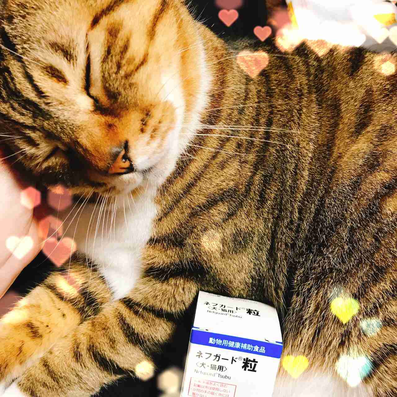 身近なものの写真を可愛く加工して、無理矢理SNS映えさせるトピ