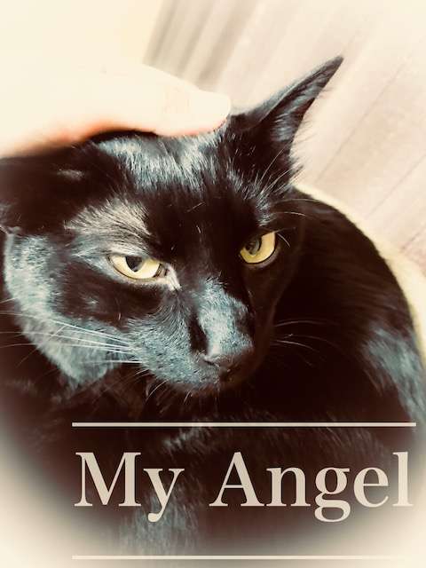 身近なものの写真を可愛く加工して、無理矢理SNS映えさせるトピ