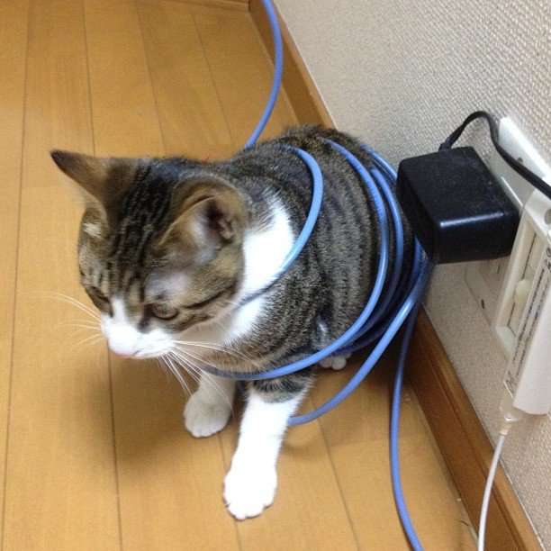 【犬・猫】ペットがいたずらしちゃった画像が見たい【動物・かわいい】