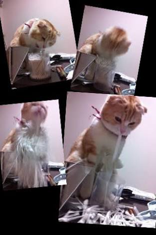 【犬・猫】ペットがいたずらしちゃった画像が見たい【動物・かわいい】