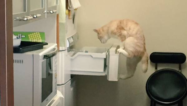 【犬・猫】ペットがいたずらしちゃった画像が見たい【動物・かわいい】