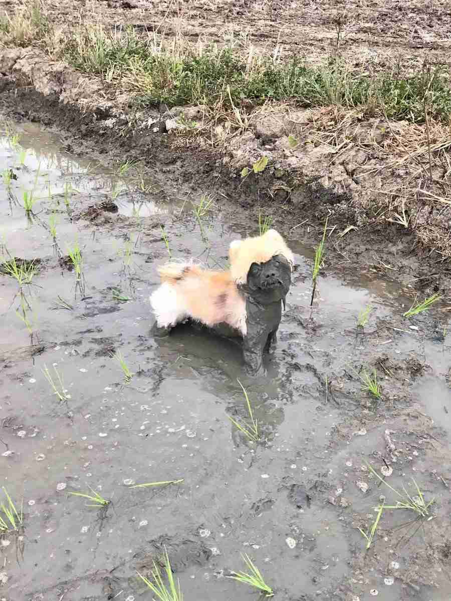【犬・猫】ペットがいたずらしちゃった画像が見たい【動物・かわいい】