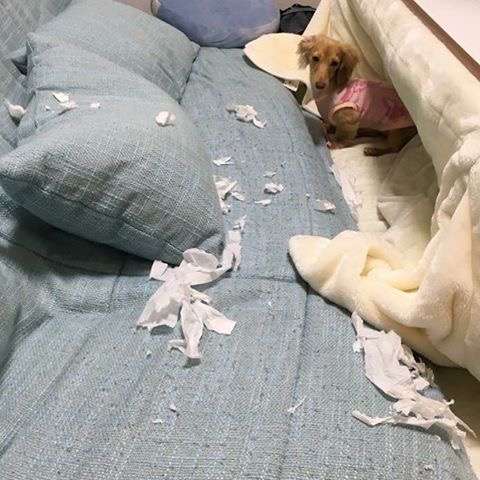 【犬・猫】ペットがいたずらしちゃった画像が見たい【動物・かわいい】