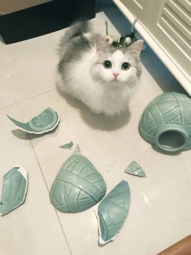 【犬・猫】ペットがいたずらしちゃった画像が見たい【動物・かわいい】