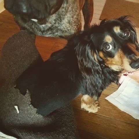 【犬・猫】ペットがいたずらしちゃった画像が見たい【動物・かわいい】