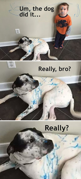 【犬・猫】ペットがいたずらしちゃった画像が見たい【動物・かわいい】