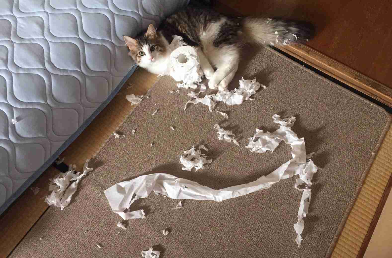 【犬・猫】ペットがいたずらしちゃった画像が見たい【動物・かわいい】