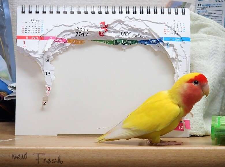 【犬・猫】ペットがいたずらしちゃった画像が見たい【動物・かわいい】