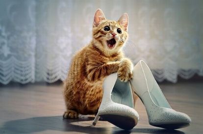 【犬・猫】ペットがいたずらしちゃった画像が見たい【動物・かわいい】