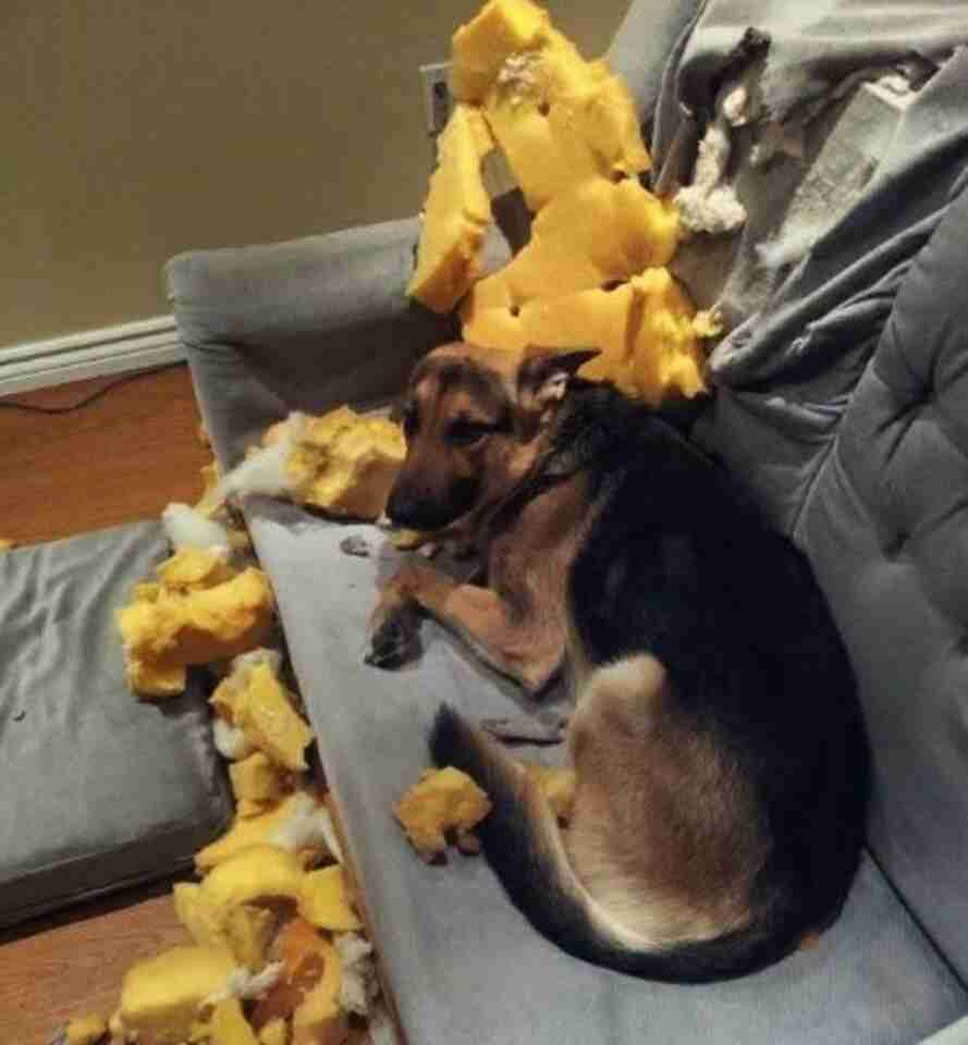 【犬・猫】ペットがいたずらしちゃった画像が見たい【動物・かわいい】