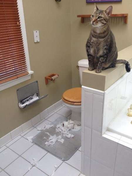 【犬・猫】ペットがいたずらしちゃった画像が見たい【動物・かわいい】