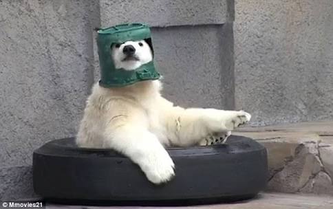 【犬・猫】ペットがいたずらしちゃった画像が見たい【動物・かわいい】