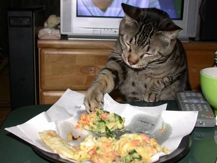 【犬・猫】ペットがいたずらしちゃった画像が見たい【動物・かわいい】