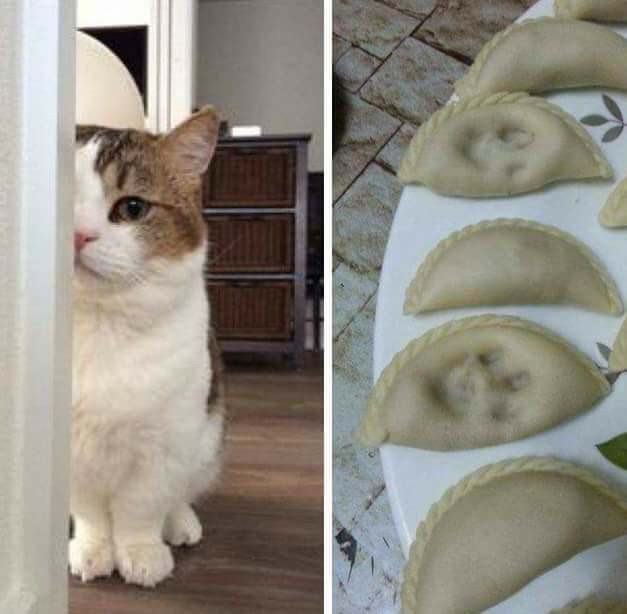 【犬・猫】ペットがいたずらしちゃった画像が見たい【動物・かわいい】