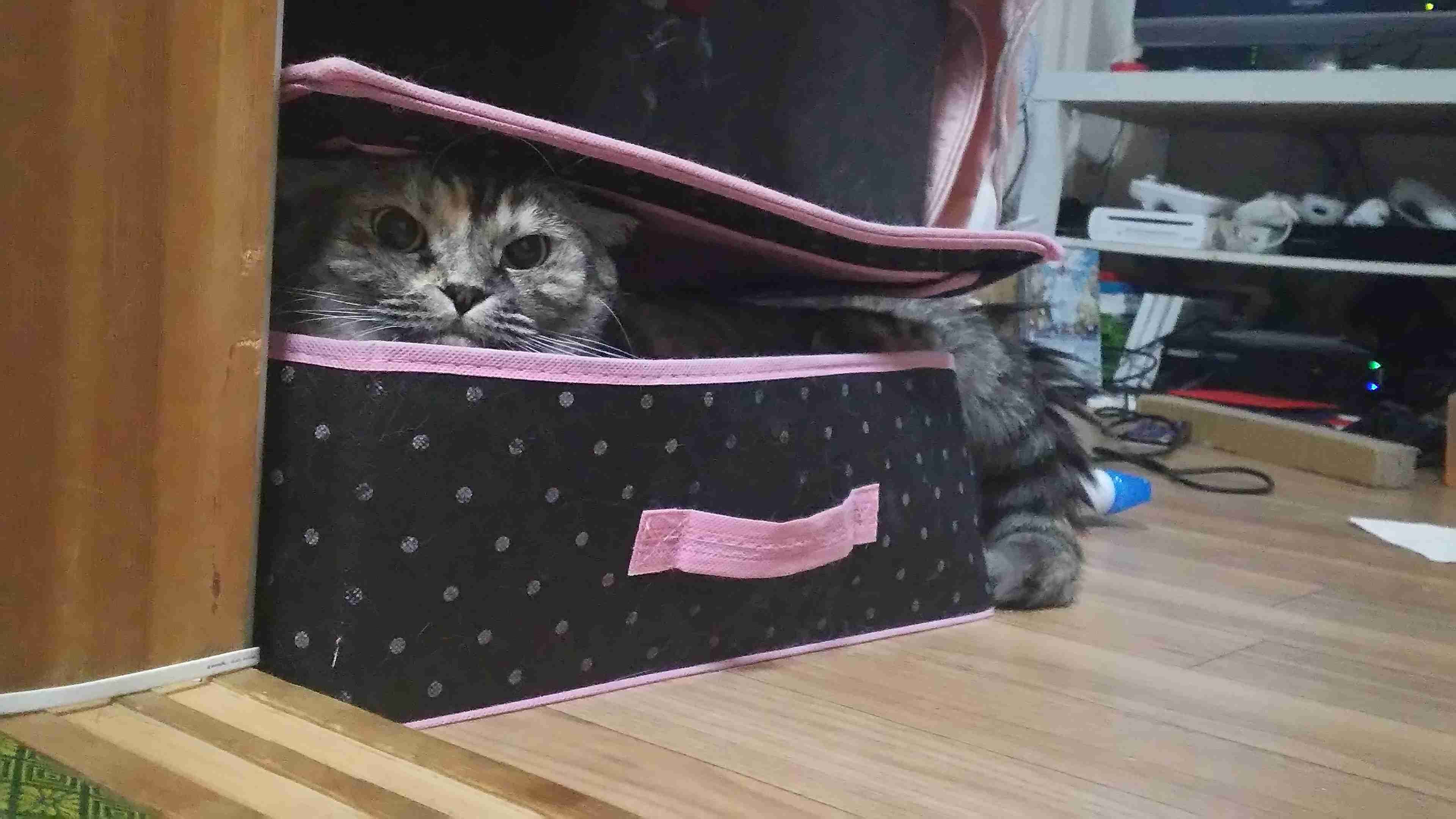 【犬・猫】ペットがいたずらしちゃった画像が見たい【動物・かわいい】