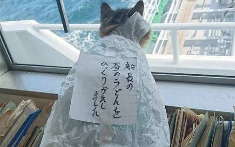 【犬・猫】ペットがいたずらしちゃった画像が見たい【動物・かわいい】
