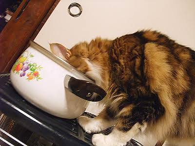 【犬・猫】ペットがいたずらしちゃった画像が見たい【動物・かわいい】