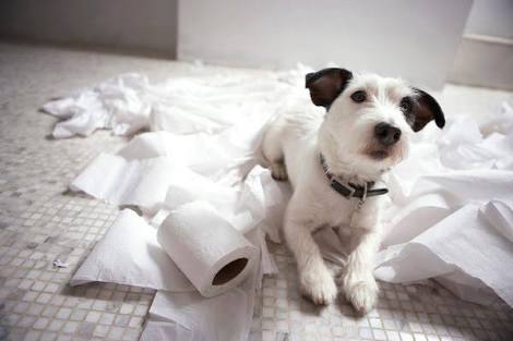 【犬・猫】ペットがいたずらしちゃった画像が見たい【動物・かわいい】