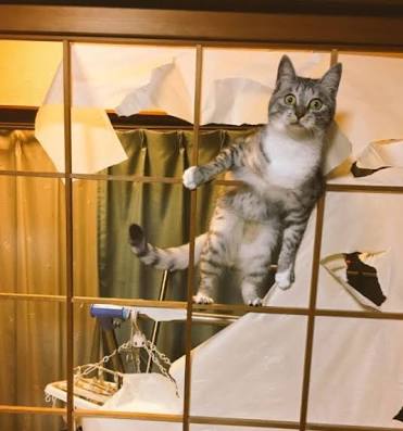 【犬・猫】ペットがいたずらしちゃった画像が見たい【動物・かわいい】