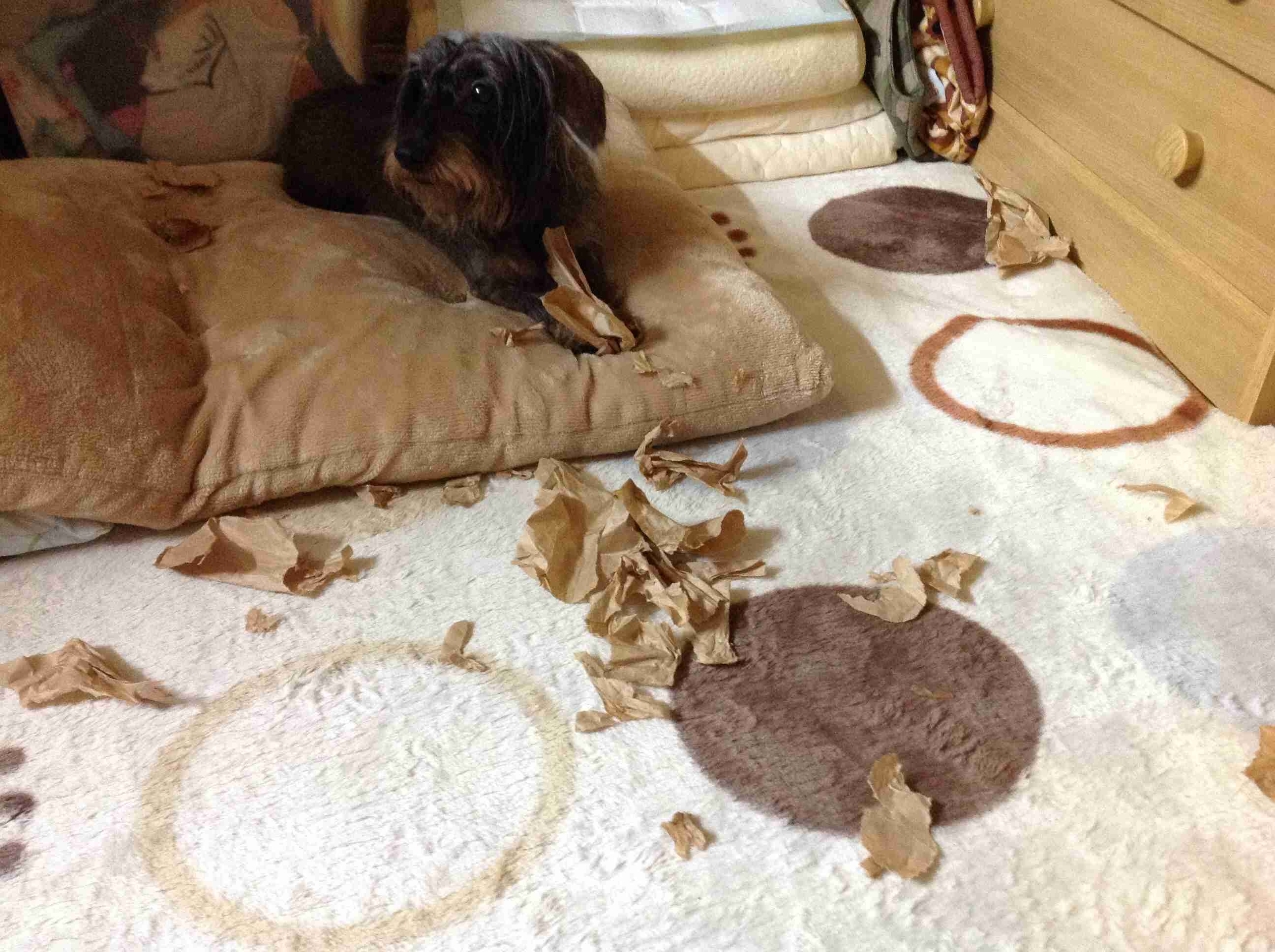 【犬・猫】ペットがいたずらしちゃった画像が見たい【動物・かわいい】