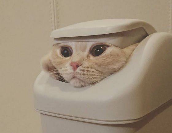 【犬・猫】ペットがいたずらしちゃった画像が見たい【動物・かわいい】