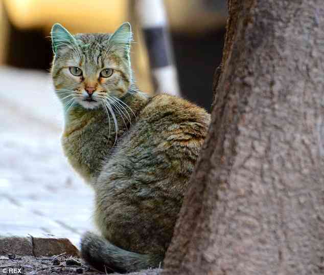 【犬・猫】ペットがいたずらしちゃった画像が見たい【動物・かわいい】