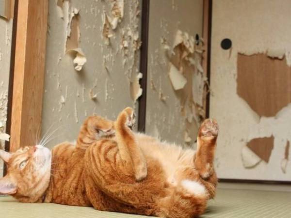 【犬・猫】ペットがいたずらしちゃった画像が見たい【動物・かわいい】